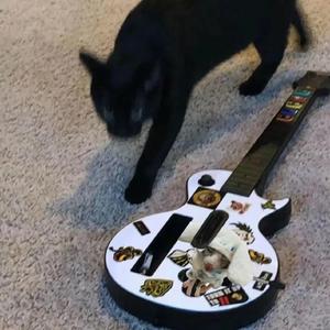 全球管理小鸡导航
